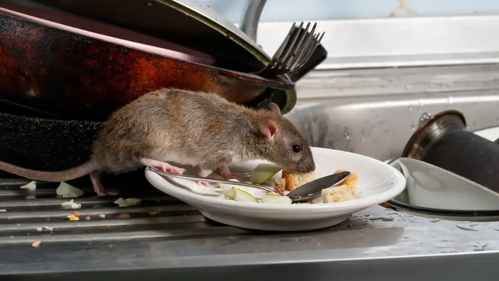 Doenças transmitidas por ratos