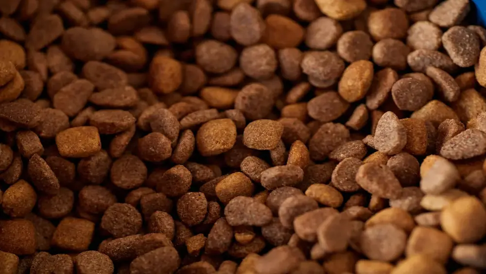 Dieta rica em proteínas para pets de alta performance