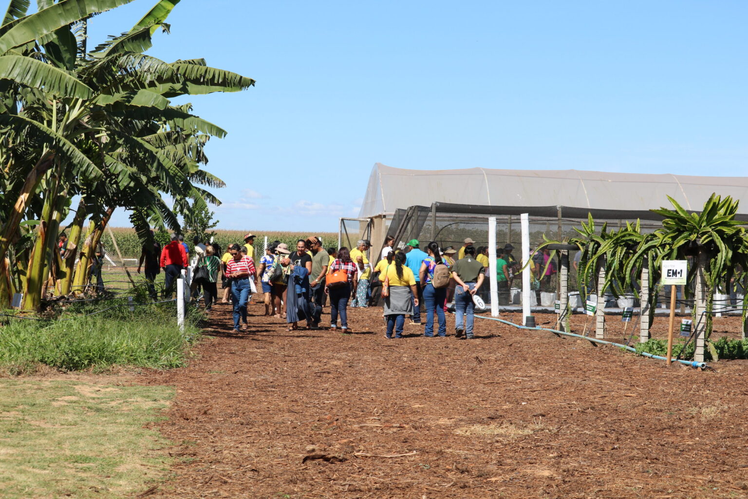Emater-DF leva circuito de fruticultura sustentável à AgroBrasília 2026